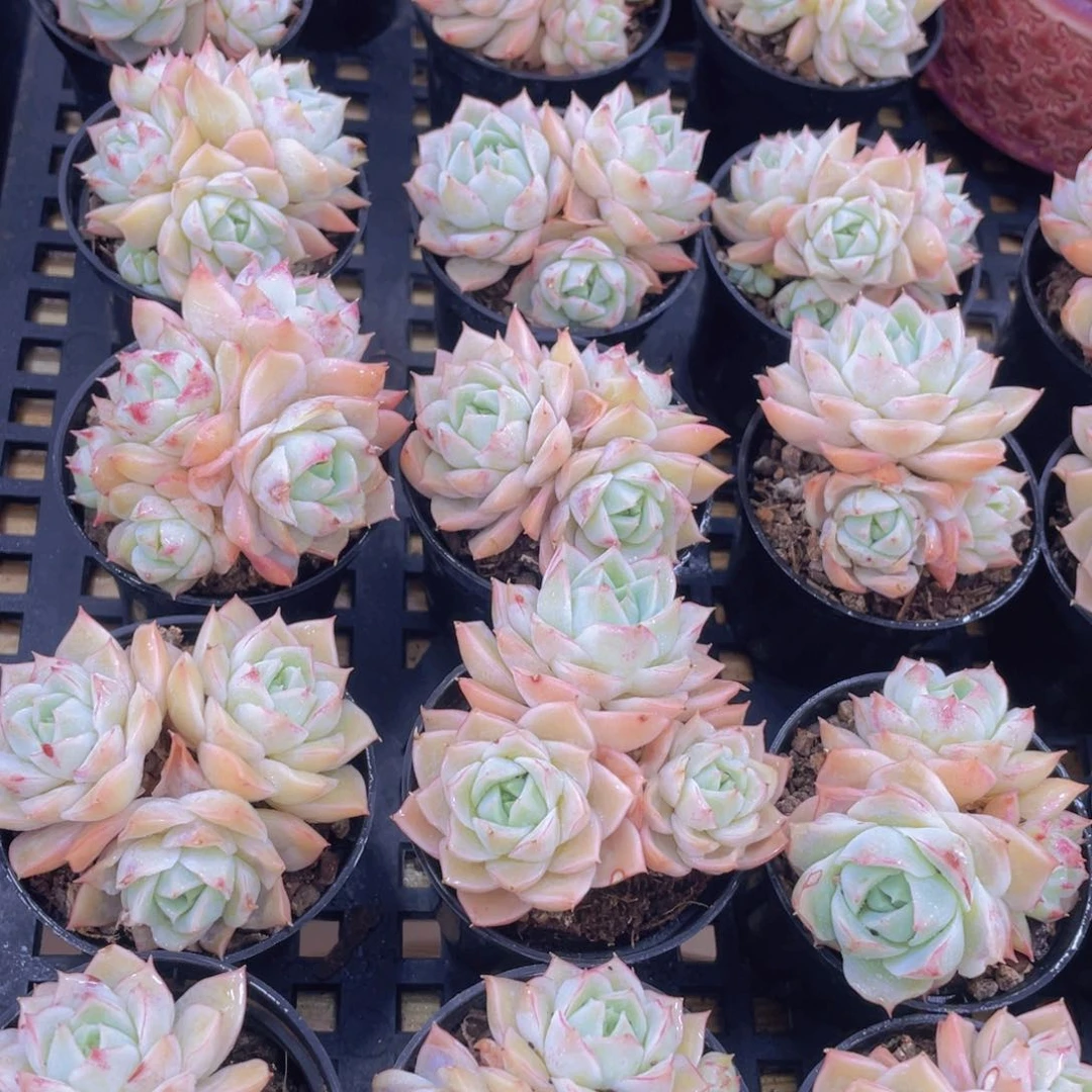 量拍19号 宽叶白透大乔群生老桩2个