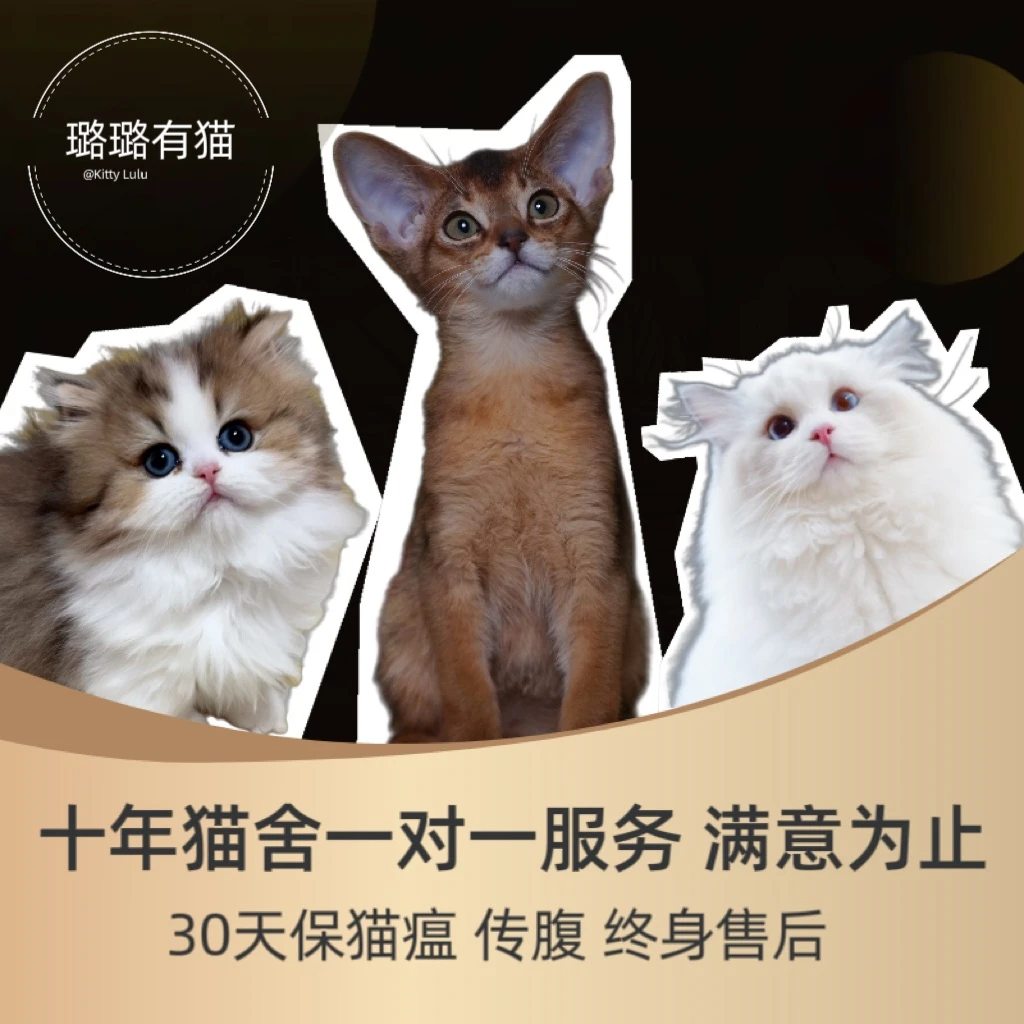 【璐璐有猫】猫咪活体购买全款链接I 流程咨询主播