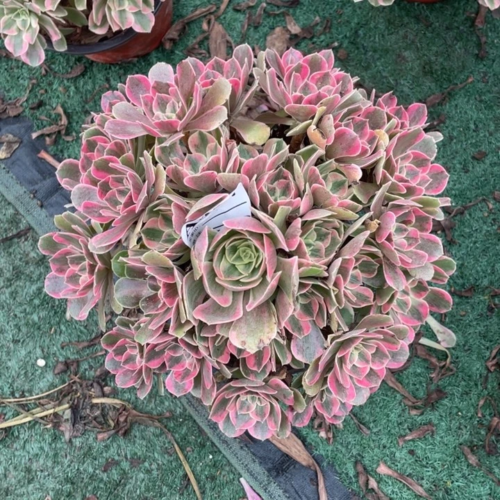 437号精品法师女妖