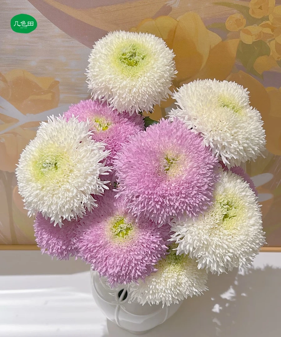 面包诱惑----面包菊云南直发鲜花云南花插花鲜花