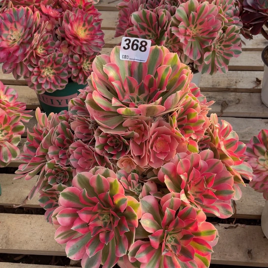 368粉女巫多肉植物