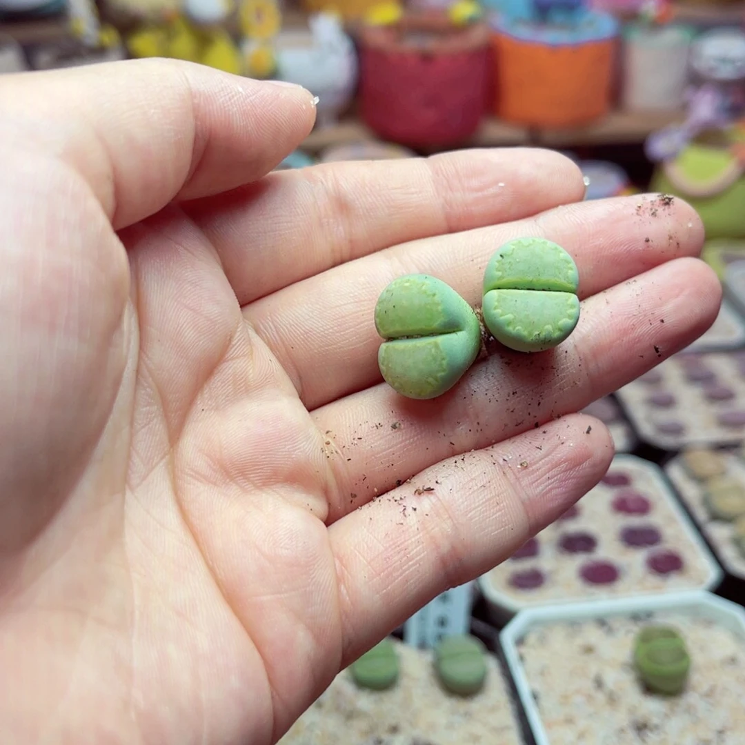 刘*宝32号带盆包邮发货