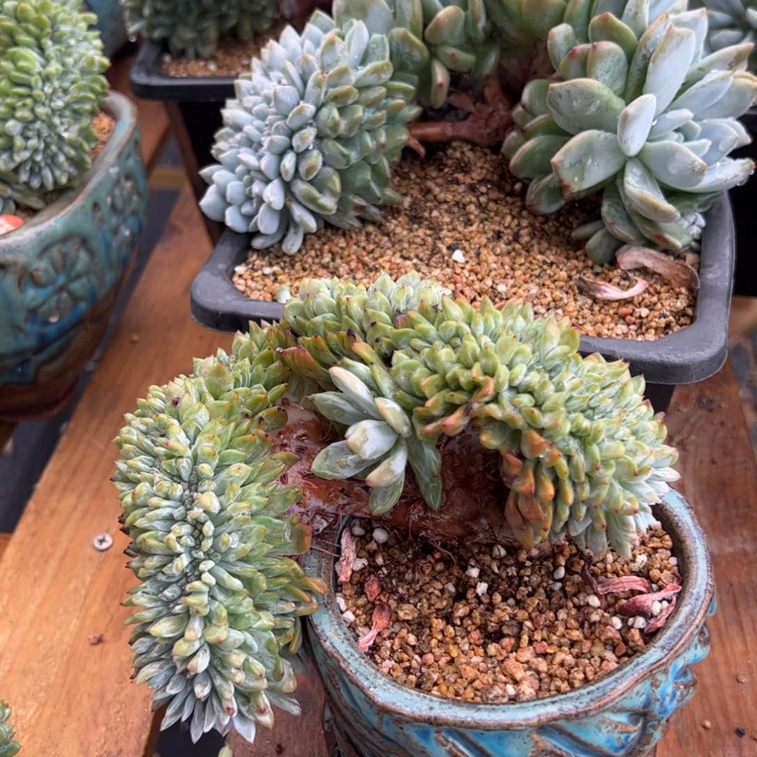 依***园你更喜欢喜欢减肥法肩胛骨