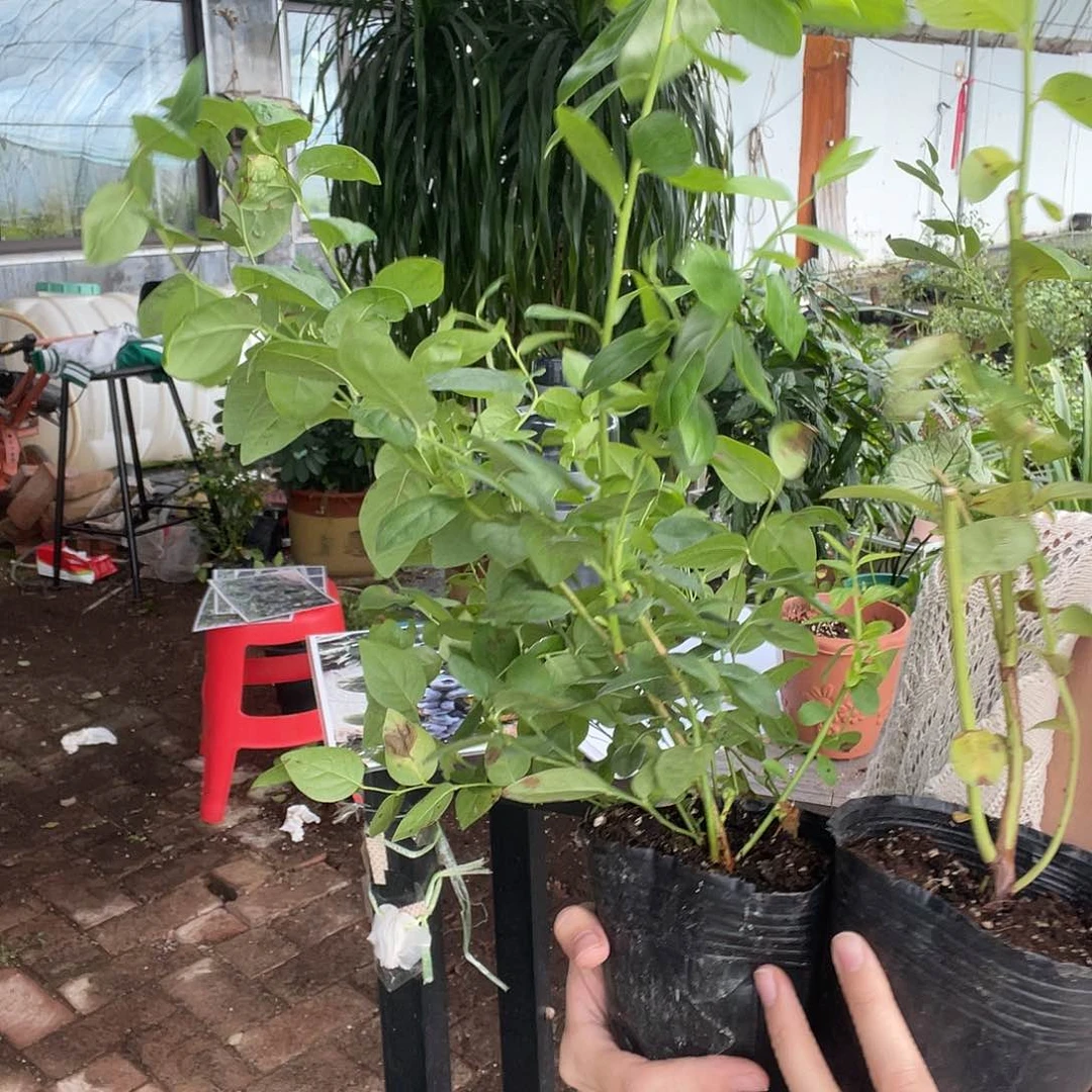 f6加25送一棵修剪过的11