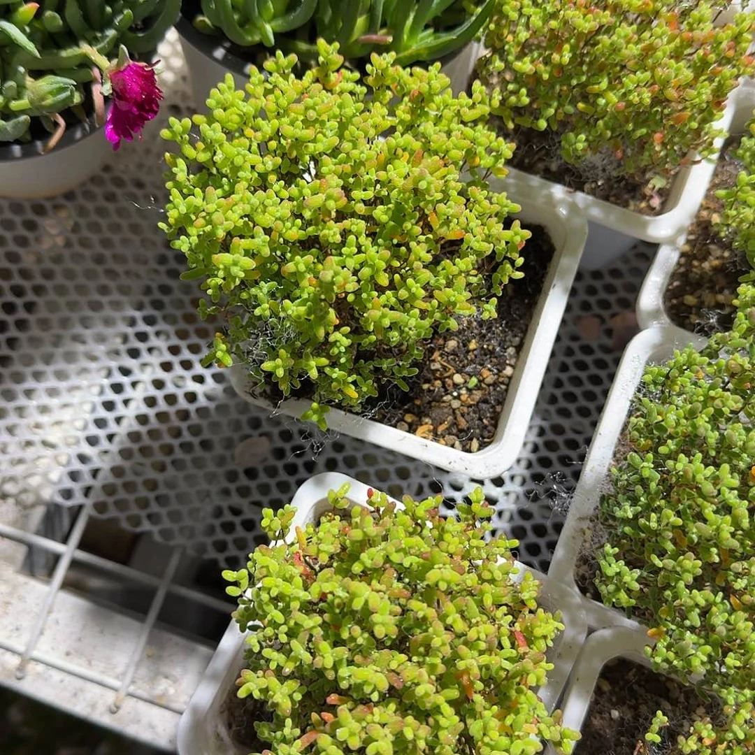 蜜桔糖球多肉植物