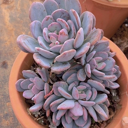 多肉植物。。。灰姑娘