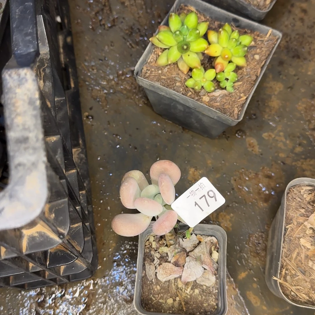 ?****?179号 一物一拍