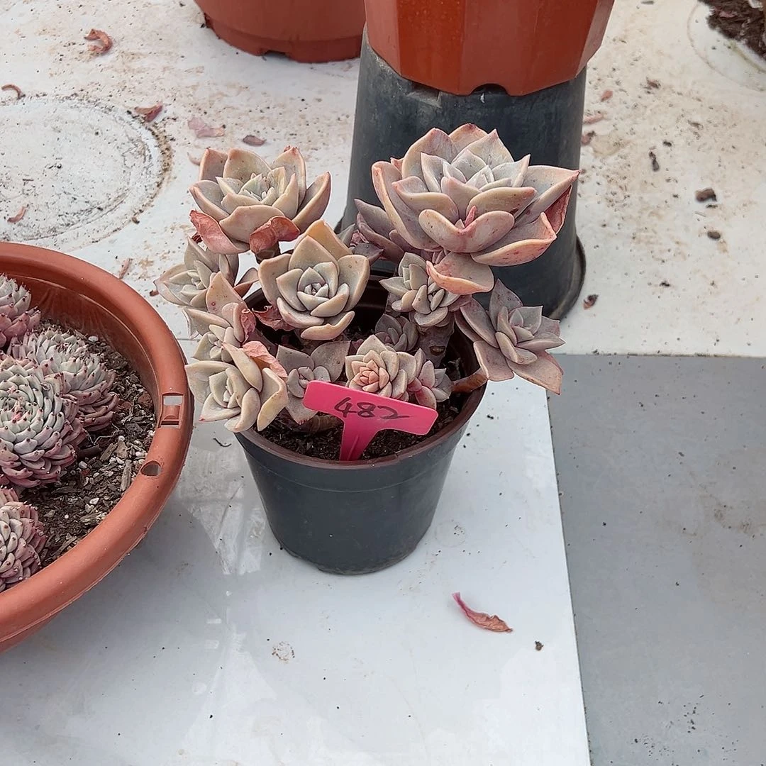 可****看482旭鹤多肉植物