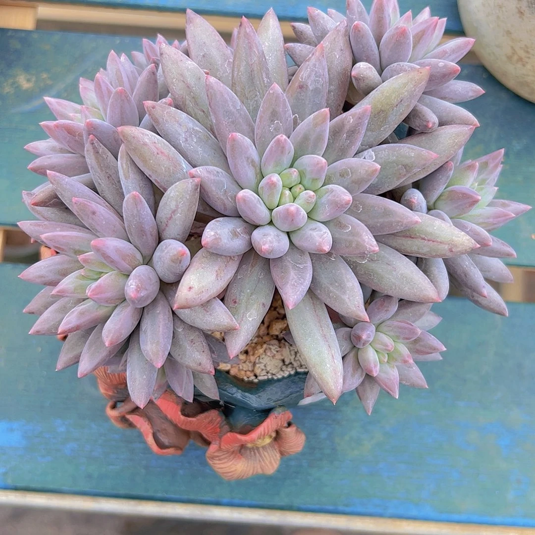 红蜻蜓捧花！111111