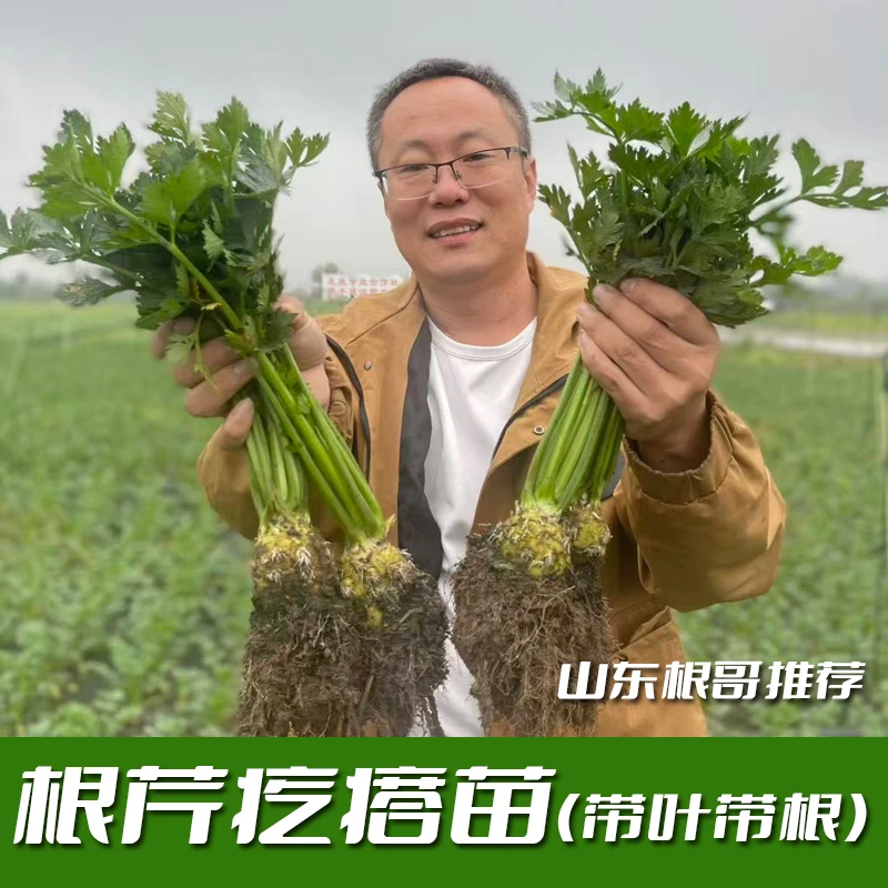 根芹球根芹疙瘩山东地中海根芹耐寒秋冬蔬菜正宗根芹老桩