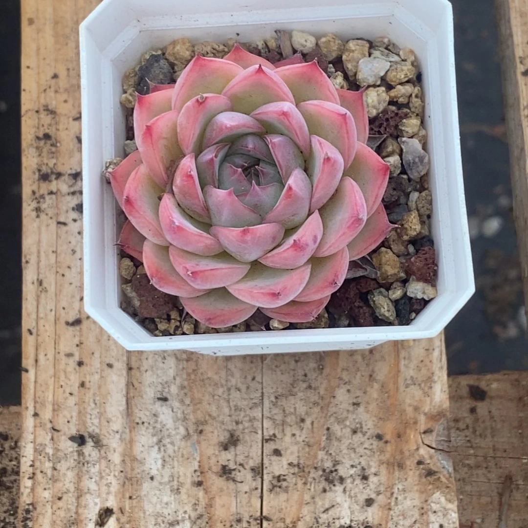 小**七粉水晶单头小羊专拍