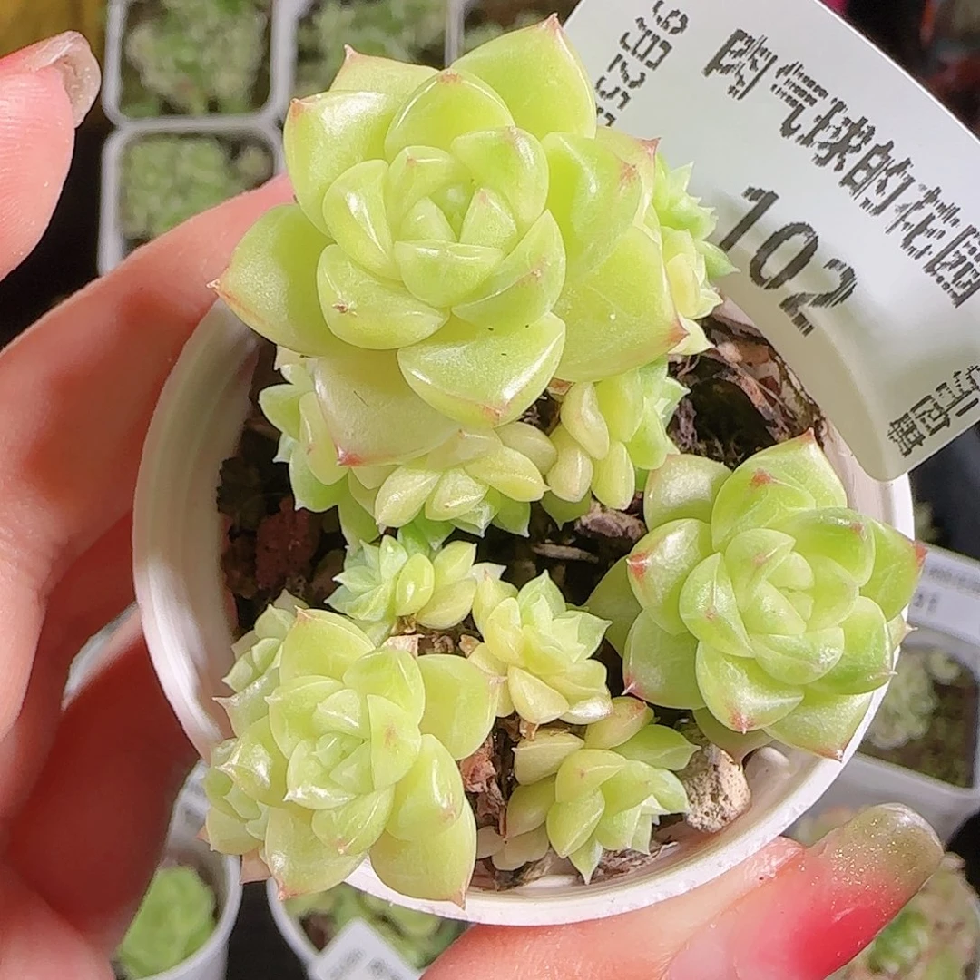 0925-102麦秆优选不包整