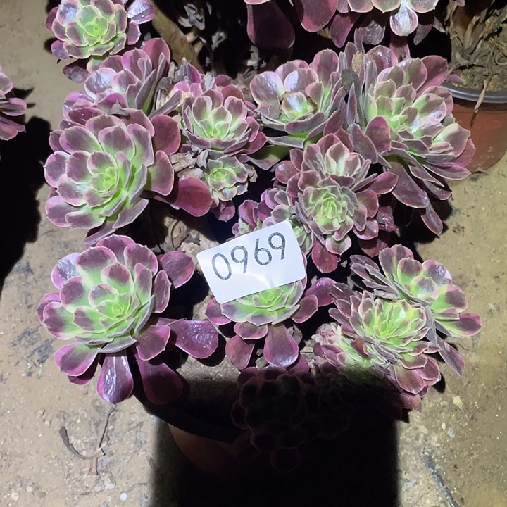 用***花多肉植物法师969凤冠