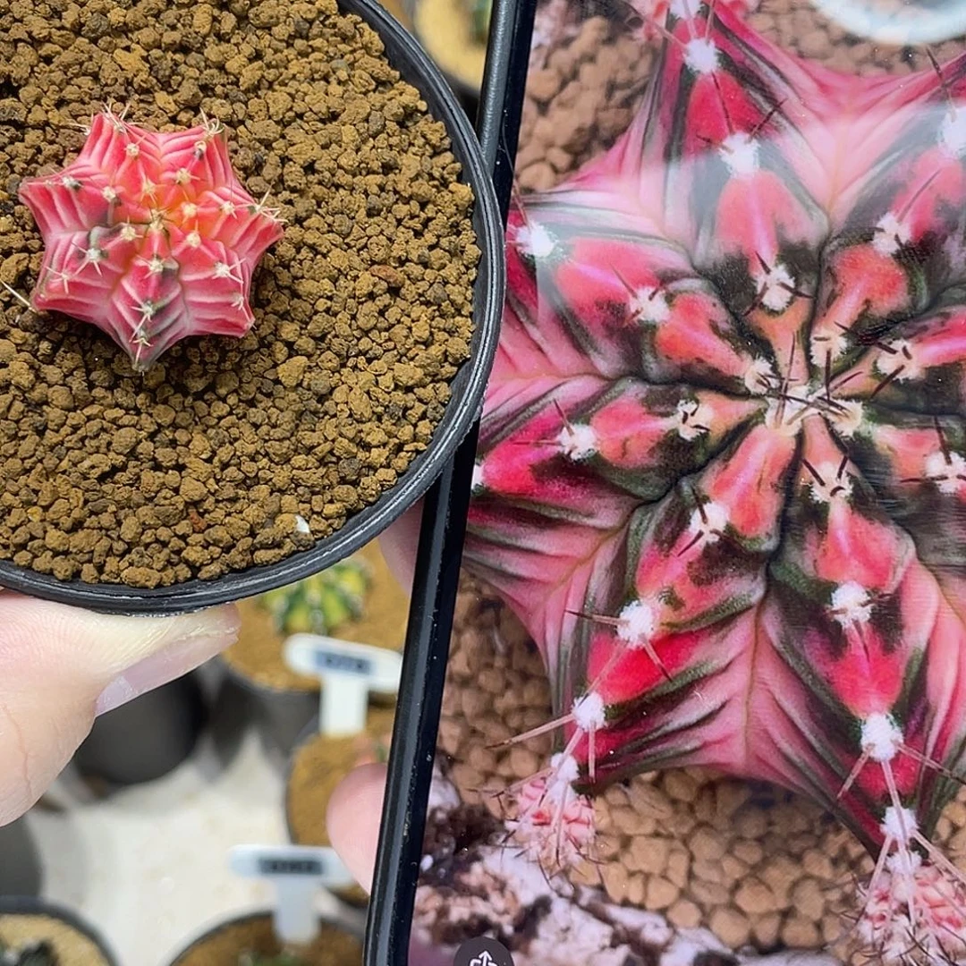 彩虹梦——————————-