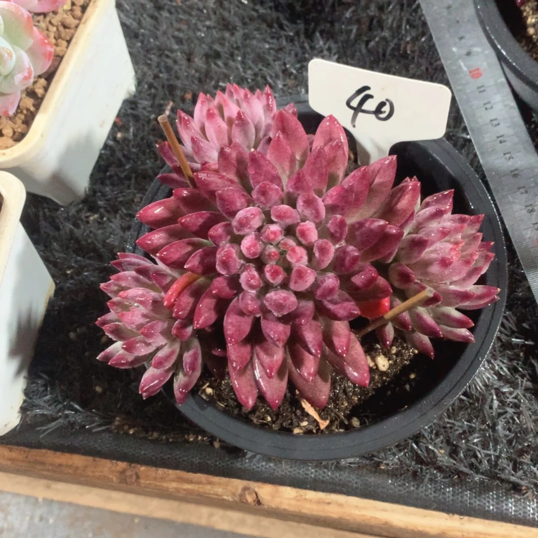 多肉植物多肉植物