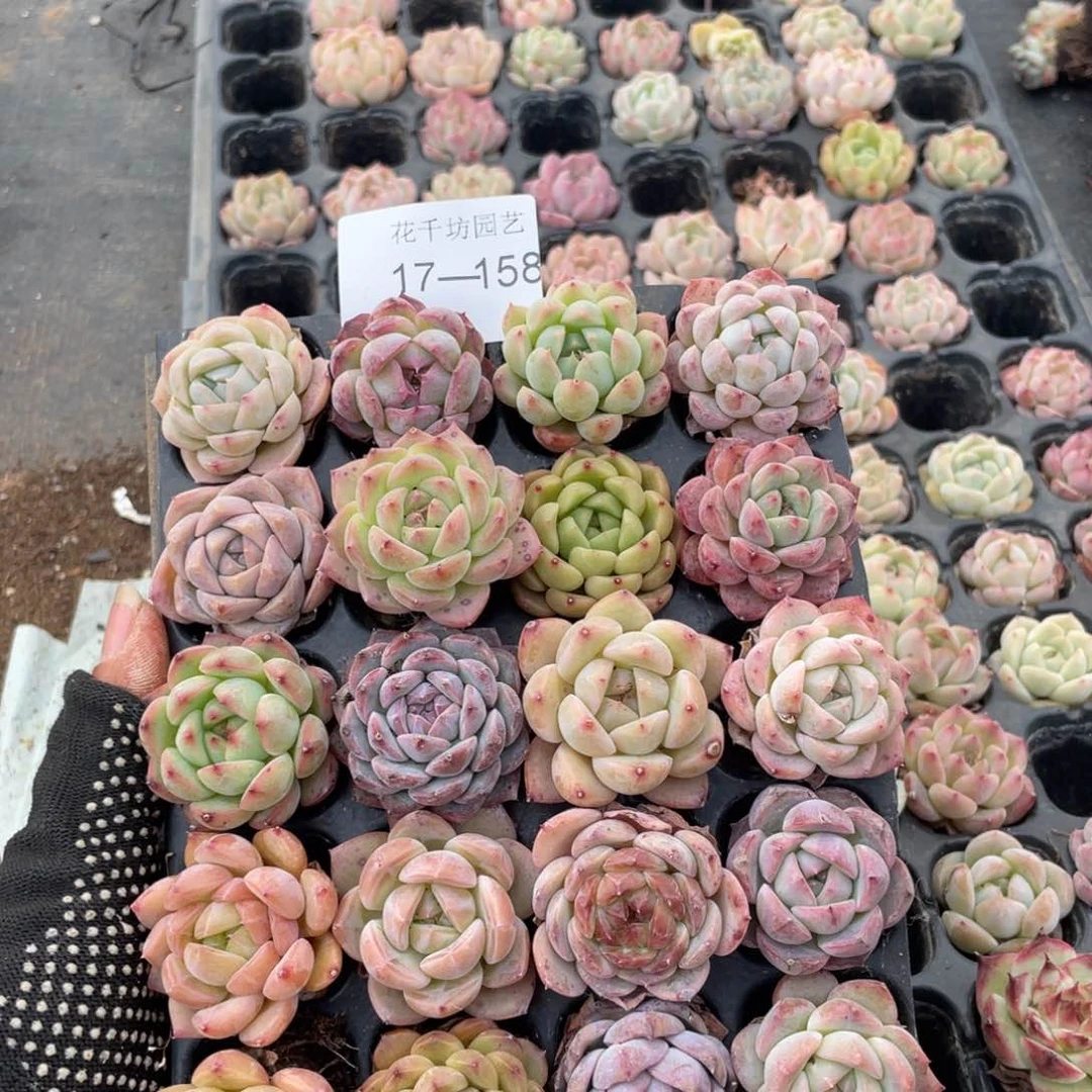 不****名一物一拍20颗小苗17-158
