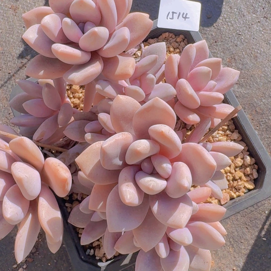 向***园1514桃霜凡艺多肉