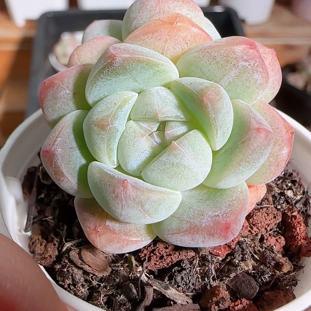 1108----562福利福利