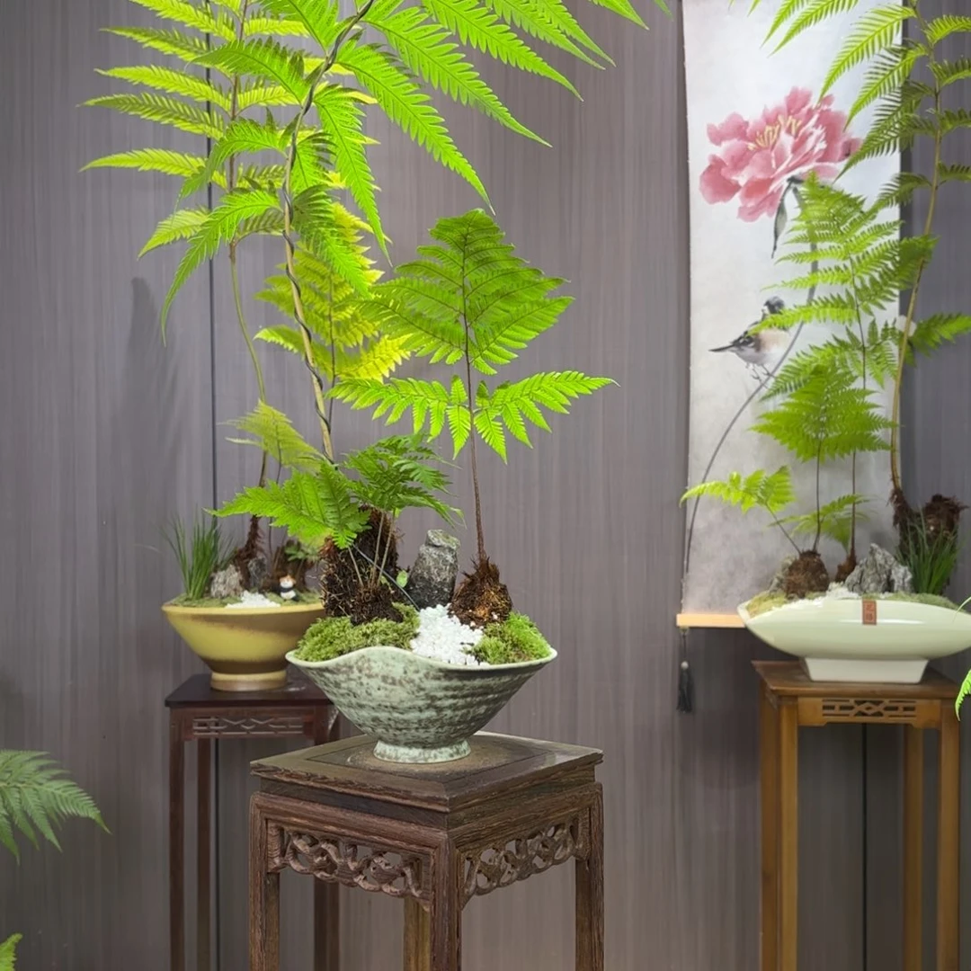 无花朵C**?蕨蕨蕨蕨蕨蕨