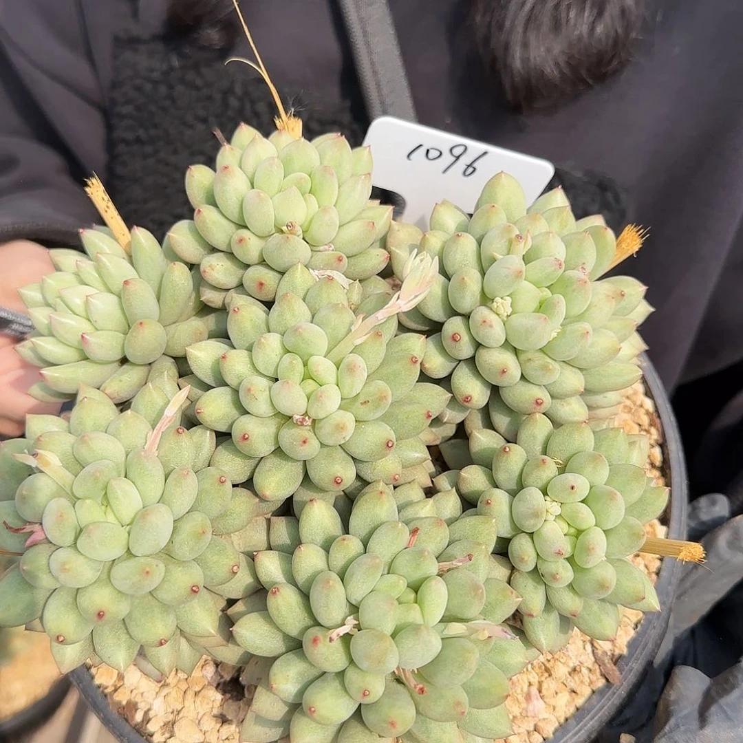 1096号岩字158         肉