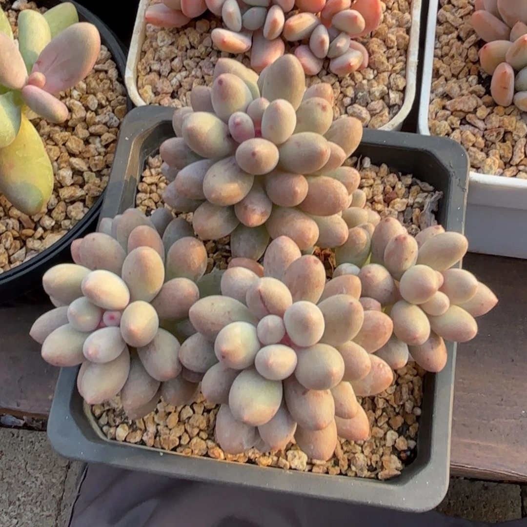 无花朵桃花奶潜力股