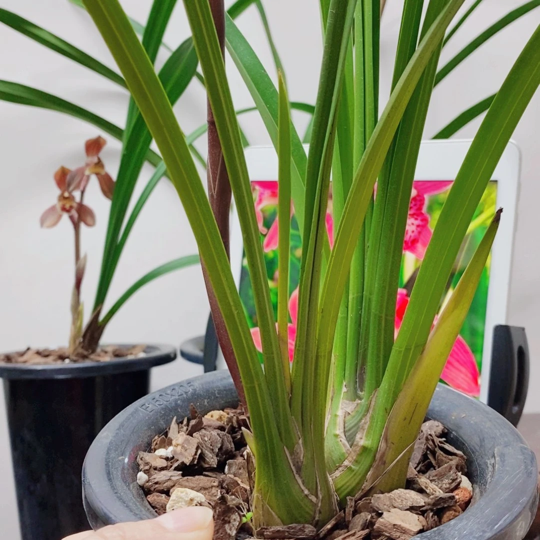 彝***品大部分花苞少量开放