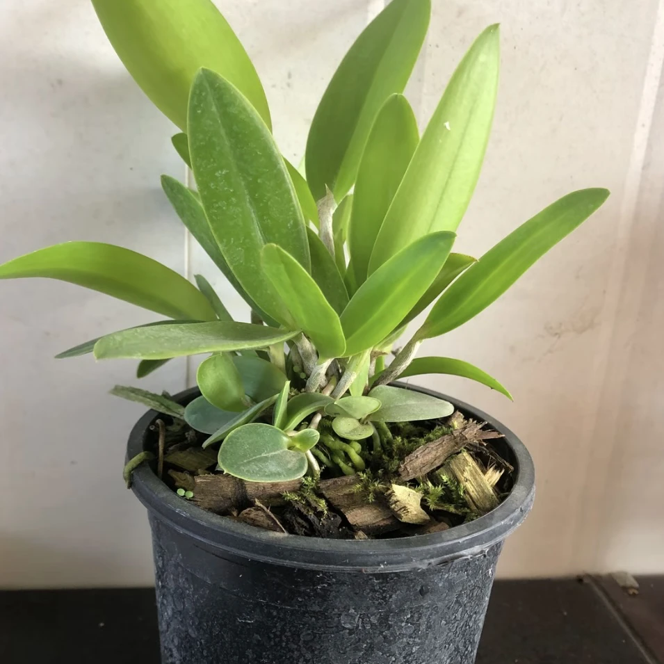 福利卡特兰大花香 复色花 适合盆栽 可室内室外养