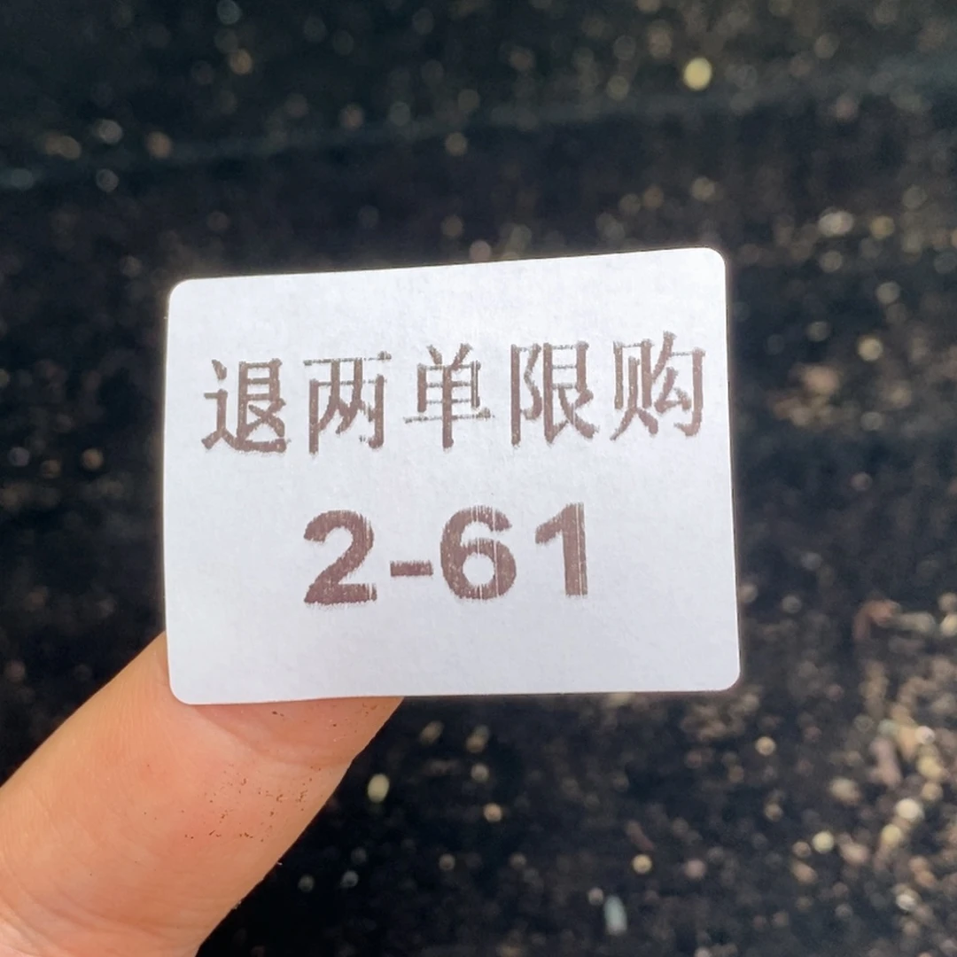 W***Y2-61 琼脂大 50颗