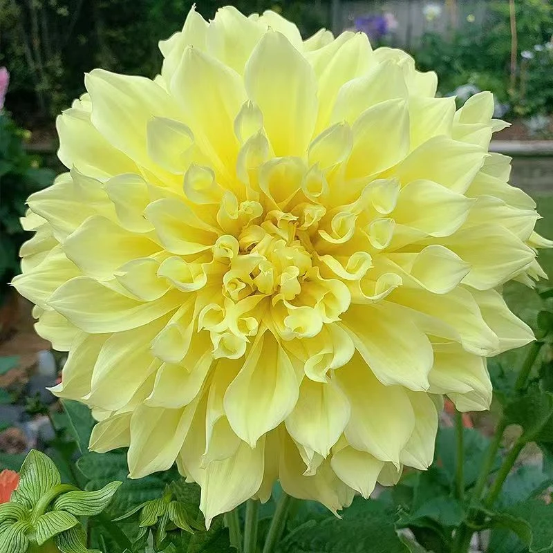 （探照灯）大丽花绿植盆栽