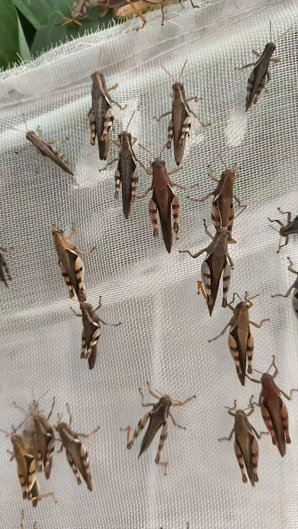 云南全母中大只花腿，画眉鸟提性壮膘活食