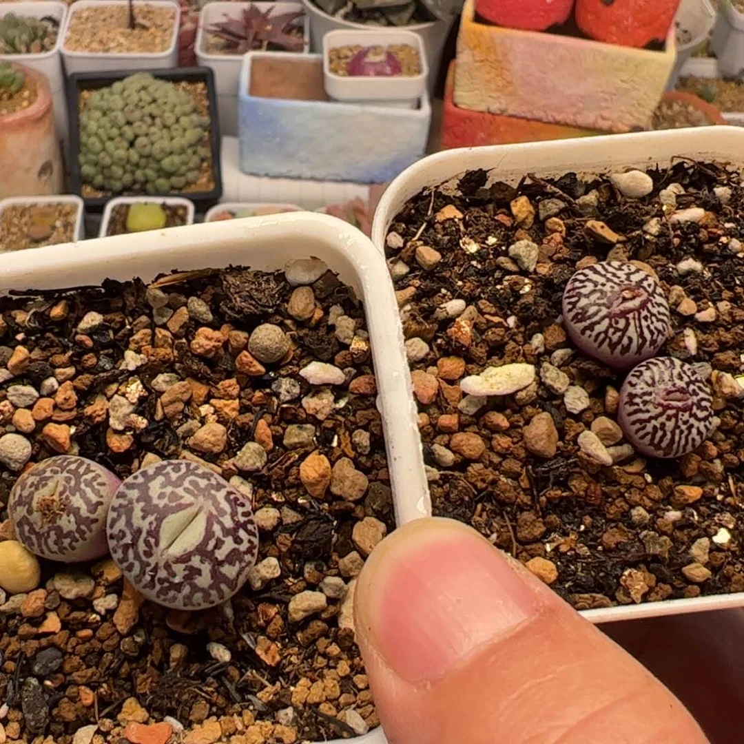 向***9一组2棵多肉植物百科