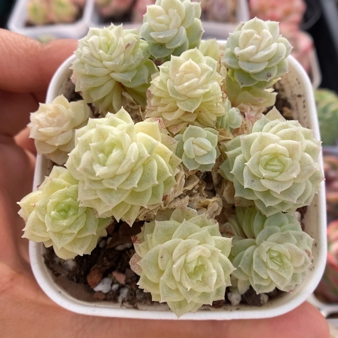 朵朵麦秆群生624号。