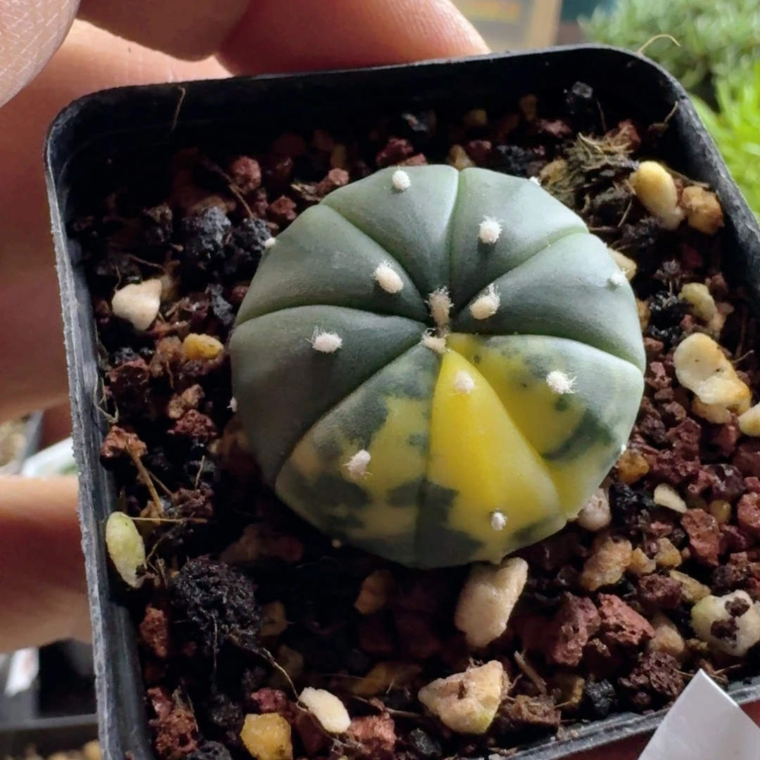 415兜锦脱土发货实生