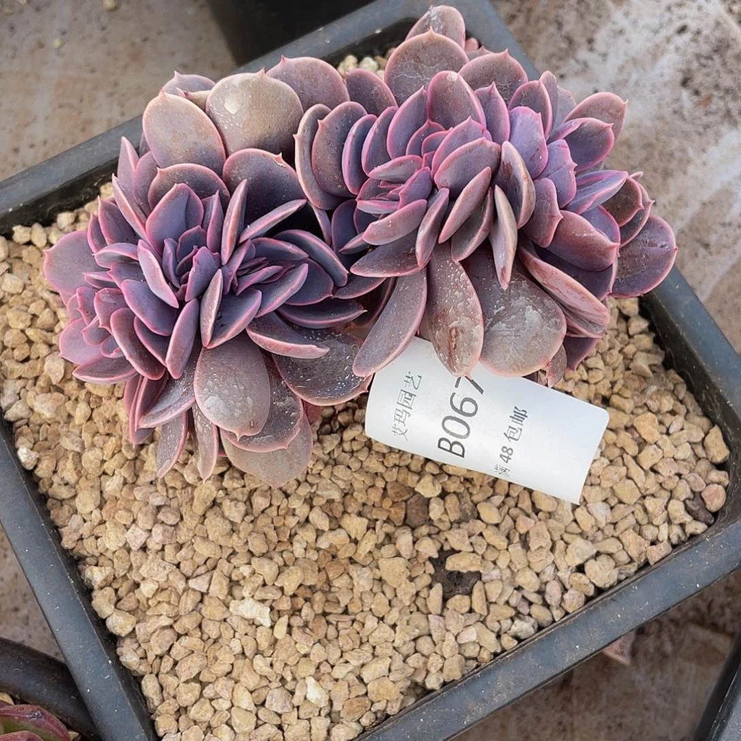 紫丁香068 多肉多肉多肉