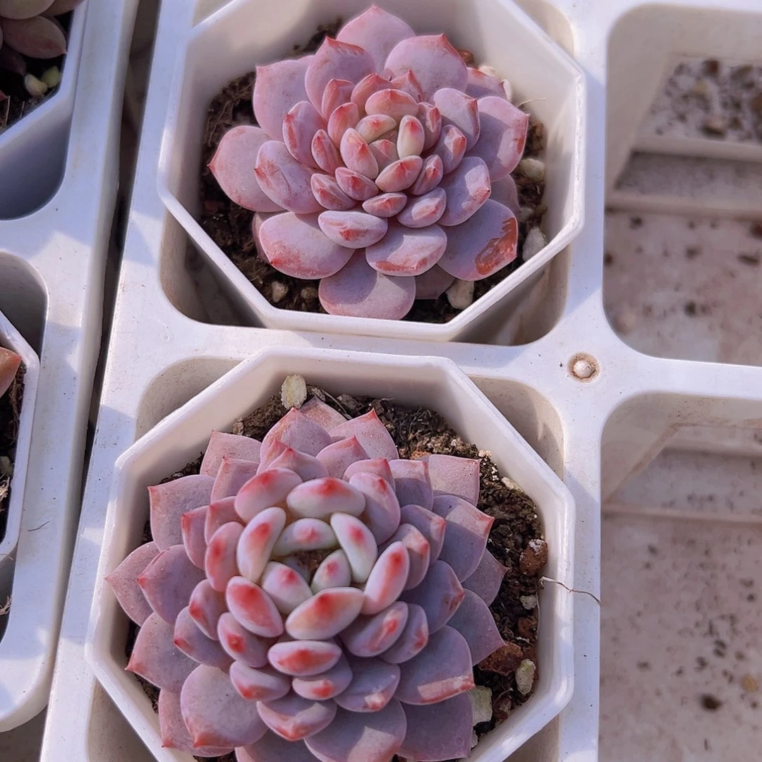 星星橙2颗多肉植物