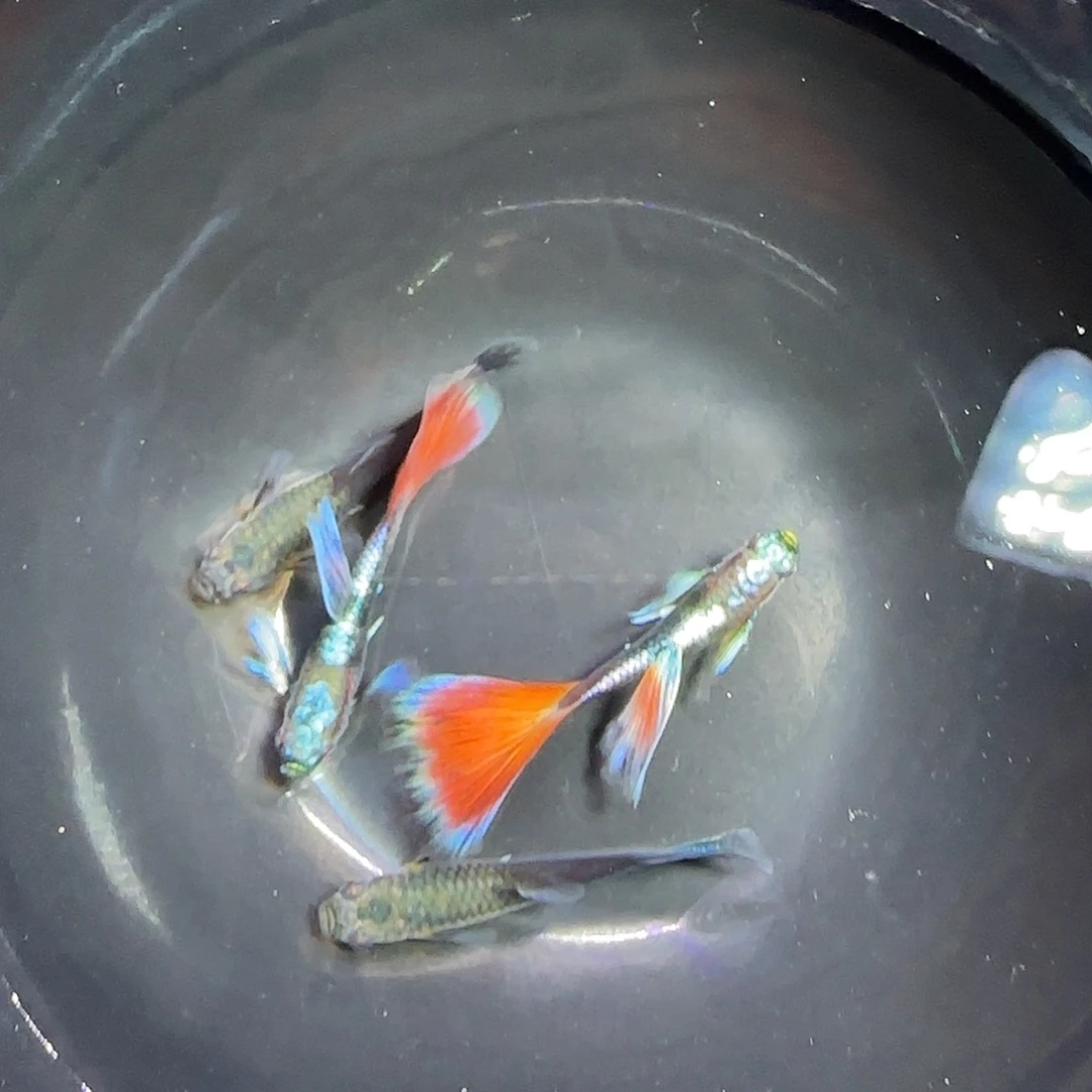 孔雀鱼亮背蓝礼服飞船跑红两对