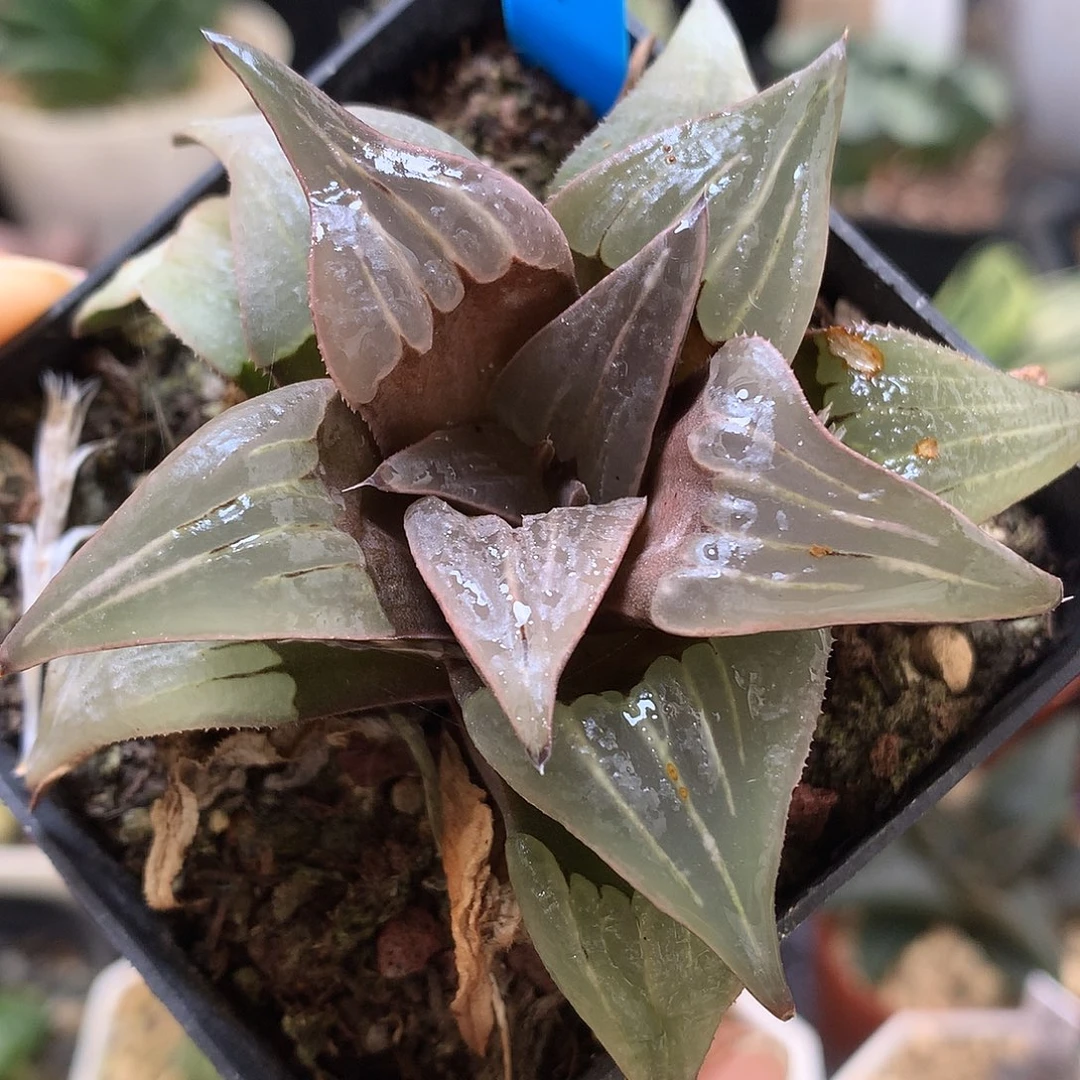 芭提雅泉水带盆土发货loo