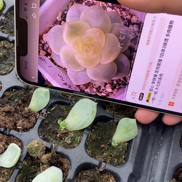 六一甜心1-20芽苗一个多肉