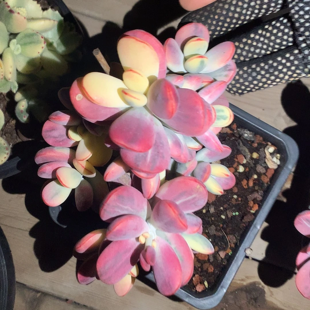 乒乓福娘锦15 公分一物一拍