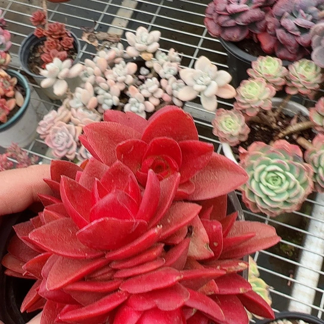 火祭多头精控多肉