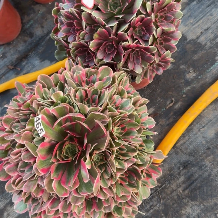 风***人465号123号女妖浣纱法师