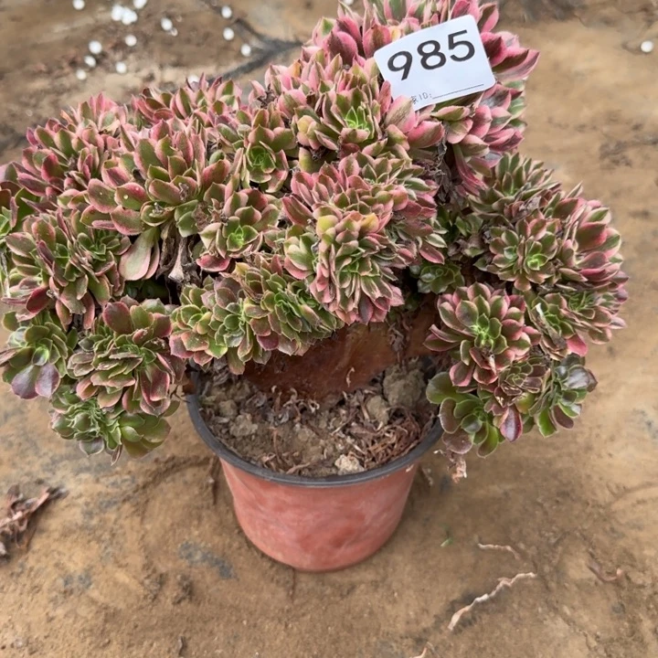 香妃法师锦缀化985