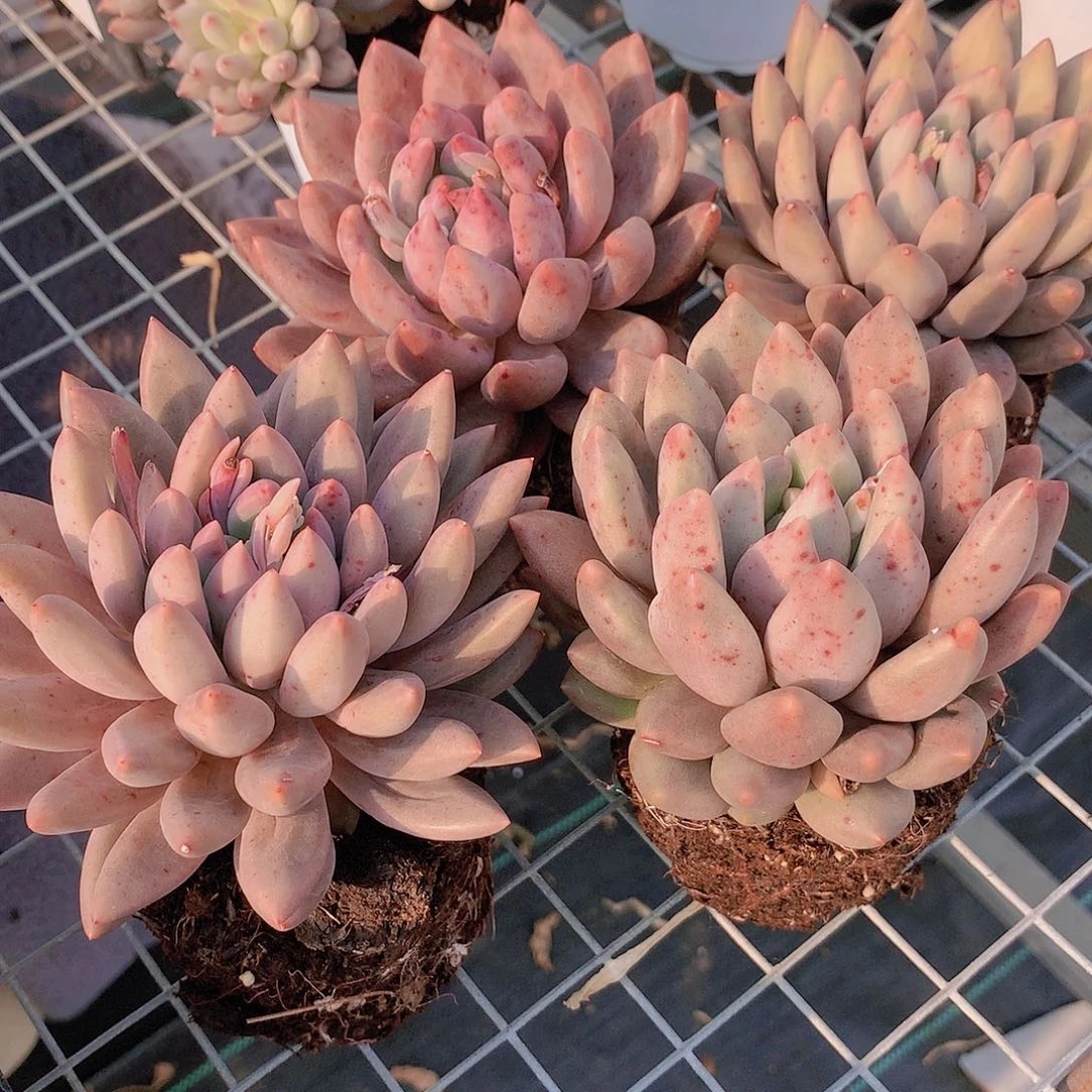 水晶球2456789900000