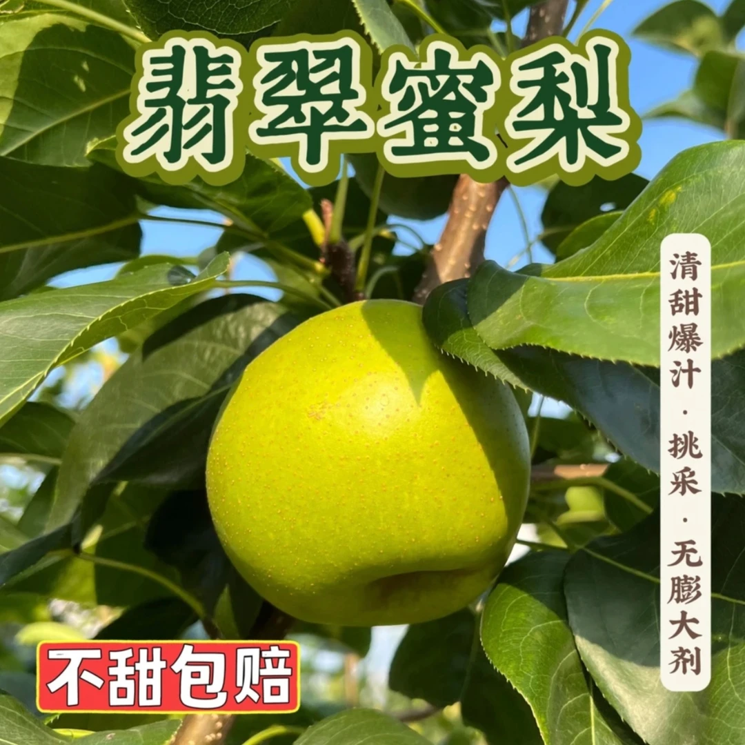 『顺丰发货』翡翠蜜梨（无膨大）自然成熟 酥脆多汁甜