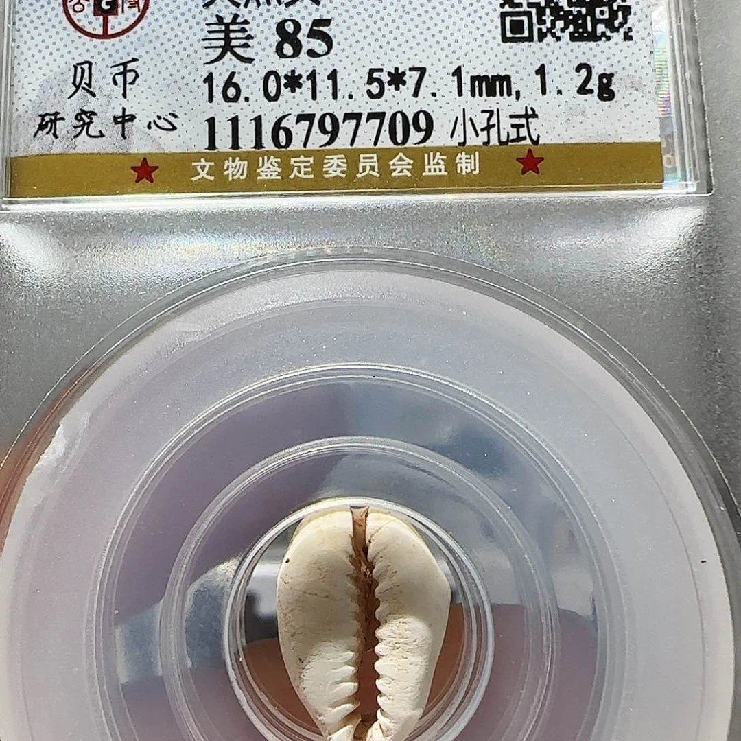 贝壳Cc天然贝开盒不退不换