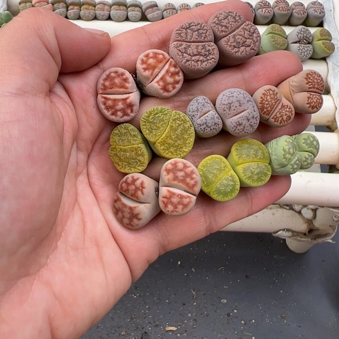 12.13好看的多肉脱土发货919