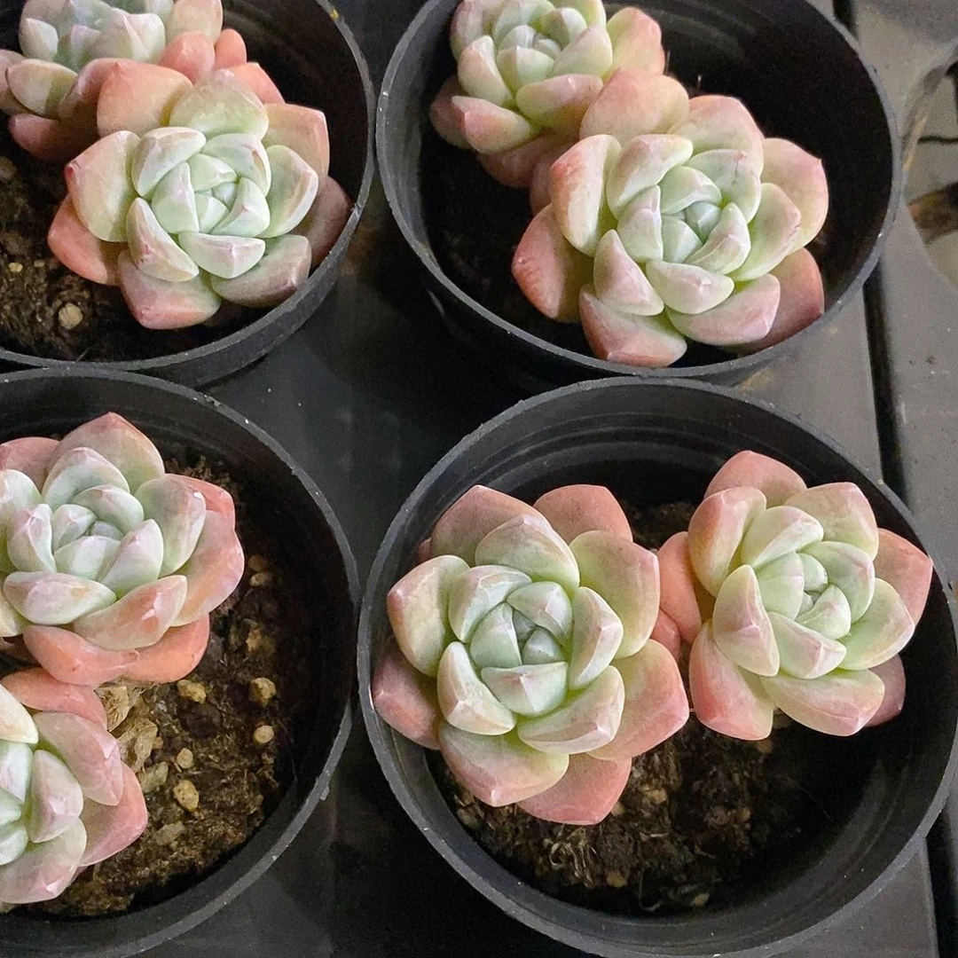 团。双头冰玉。福利多多