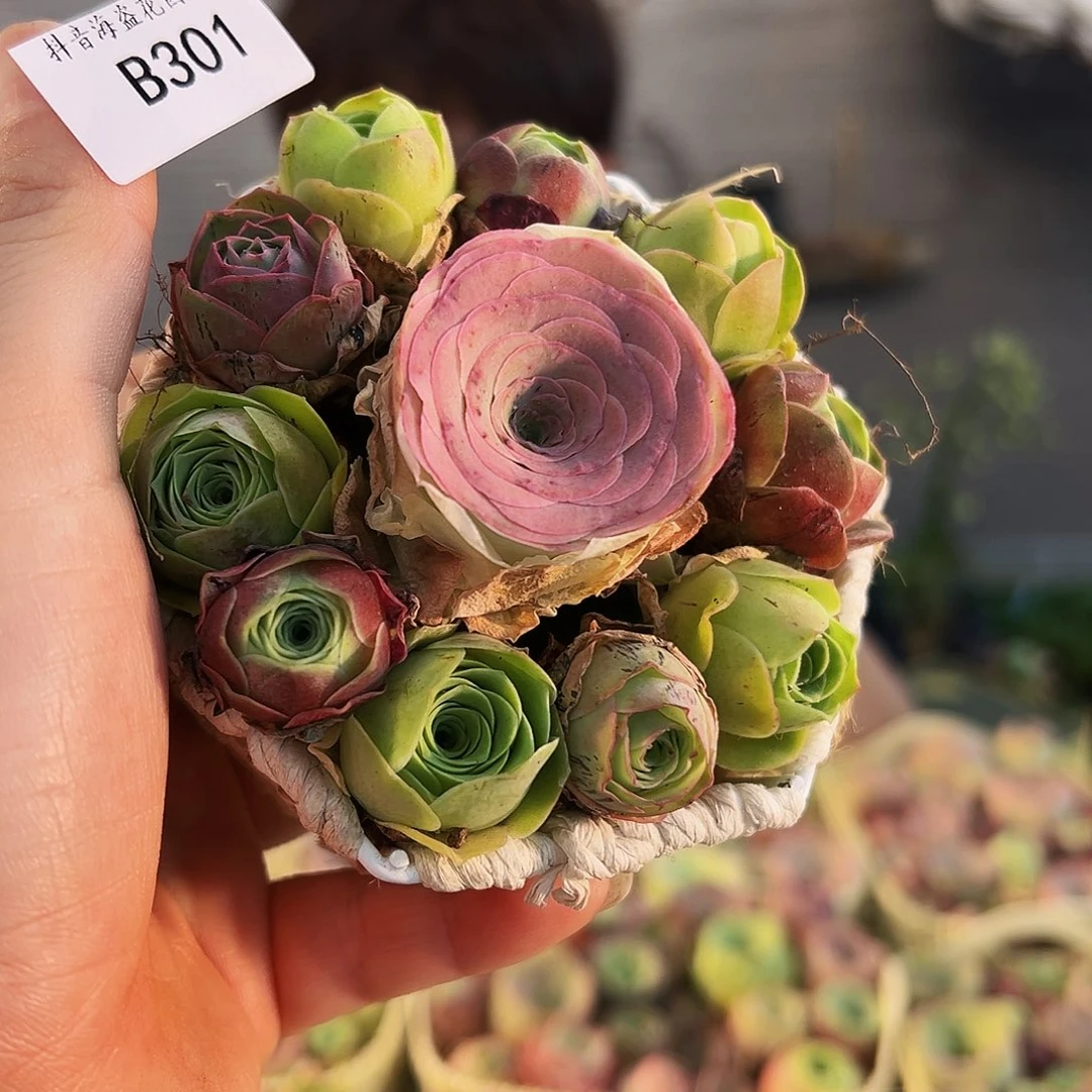 花篮开播福利。B301