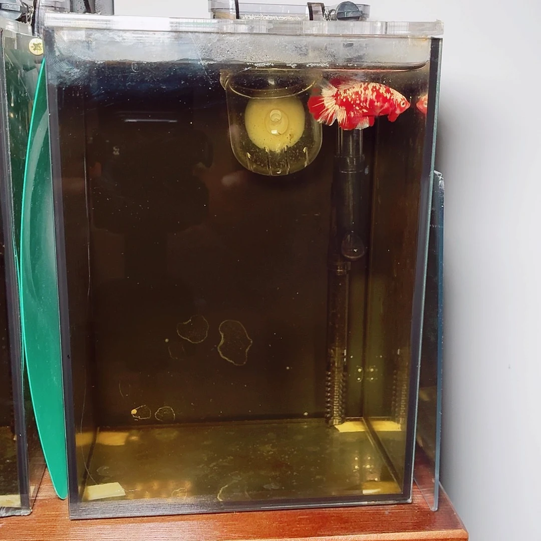 斗鱼红金将军公鱼