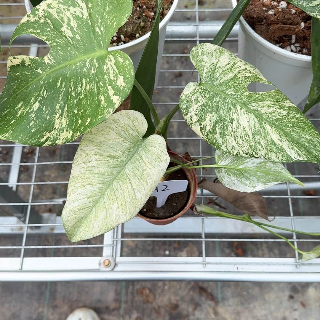 无花朵明****康白怪兽A2